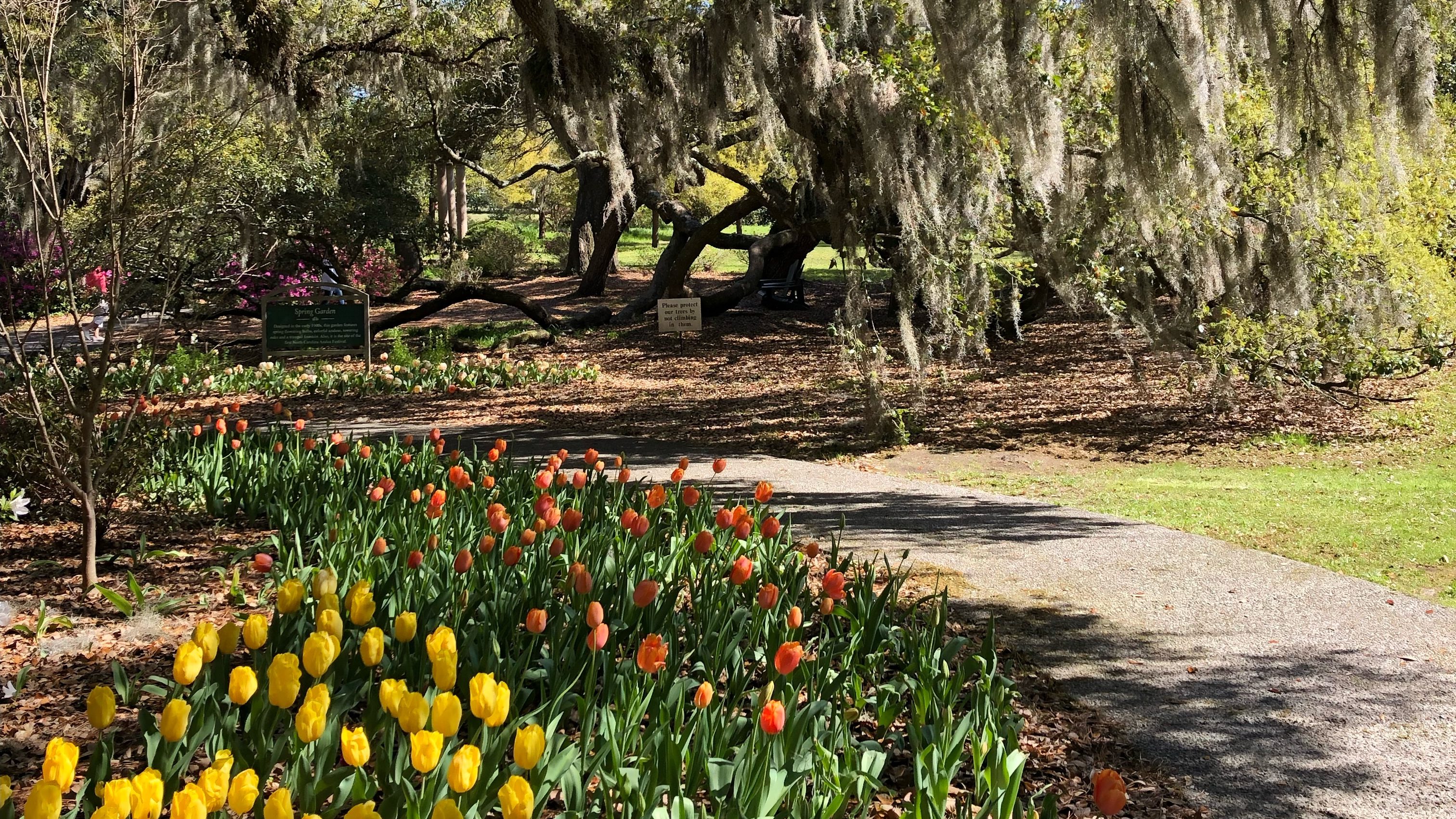 A vibrant spring garden filled with colorful tulips in shades of yellow, orange, and pink, surrounded by lush greenery and moss-covered trees.