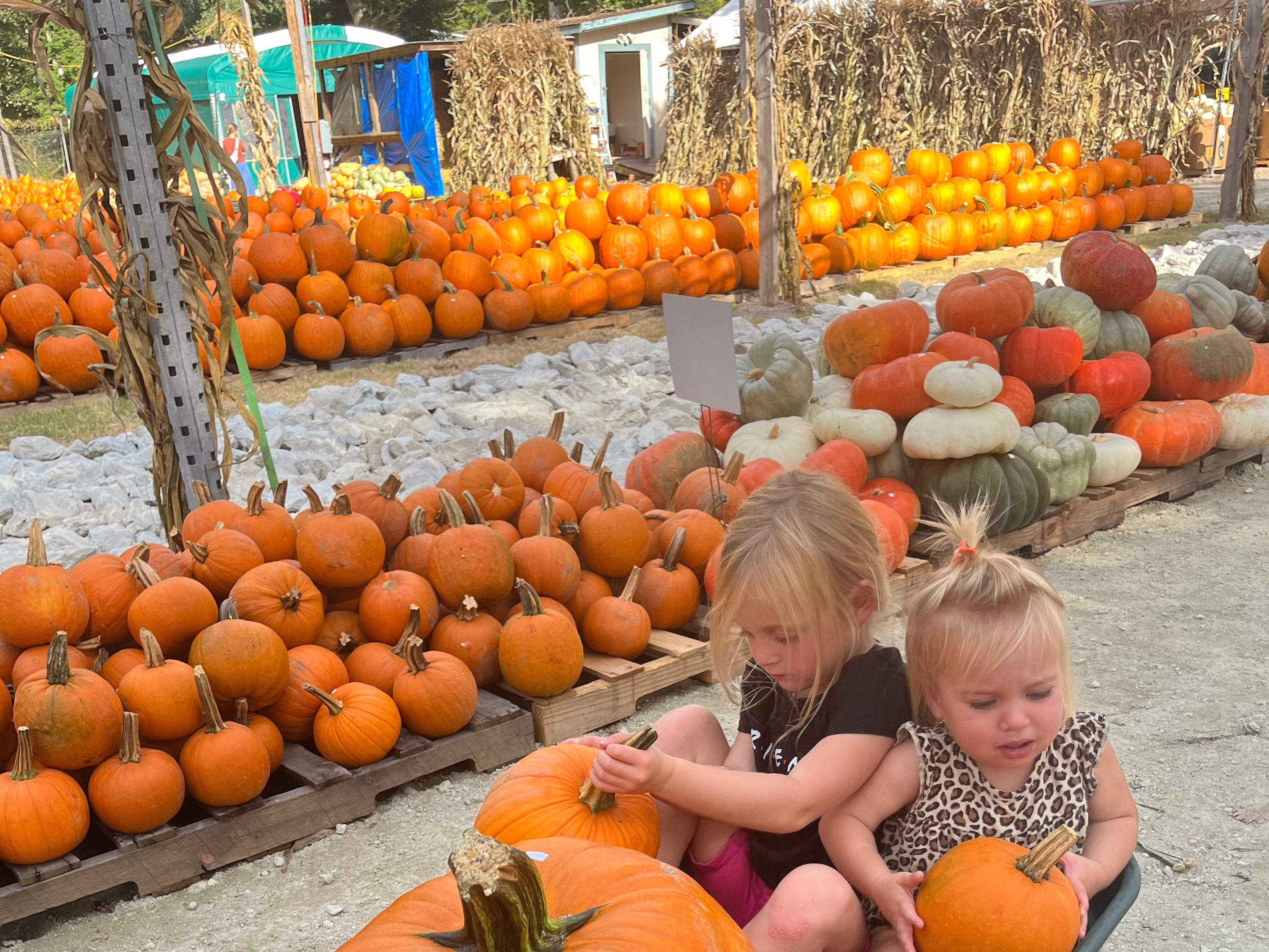 Two young children sitting in a wagon filled with large pumpkins, surrounded by a pumpkin patch with multiple pumpkins in the background.
