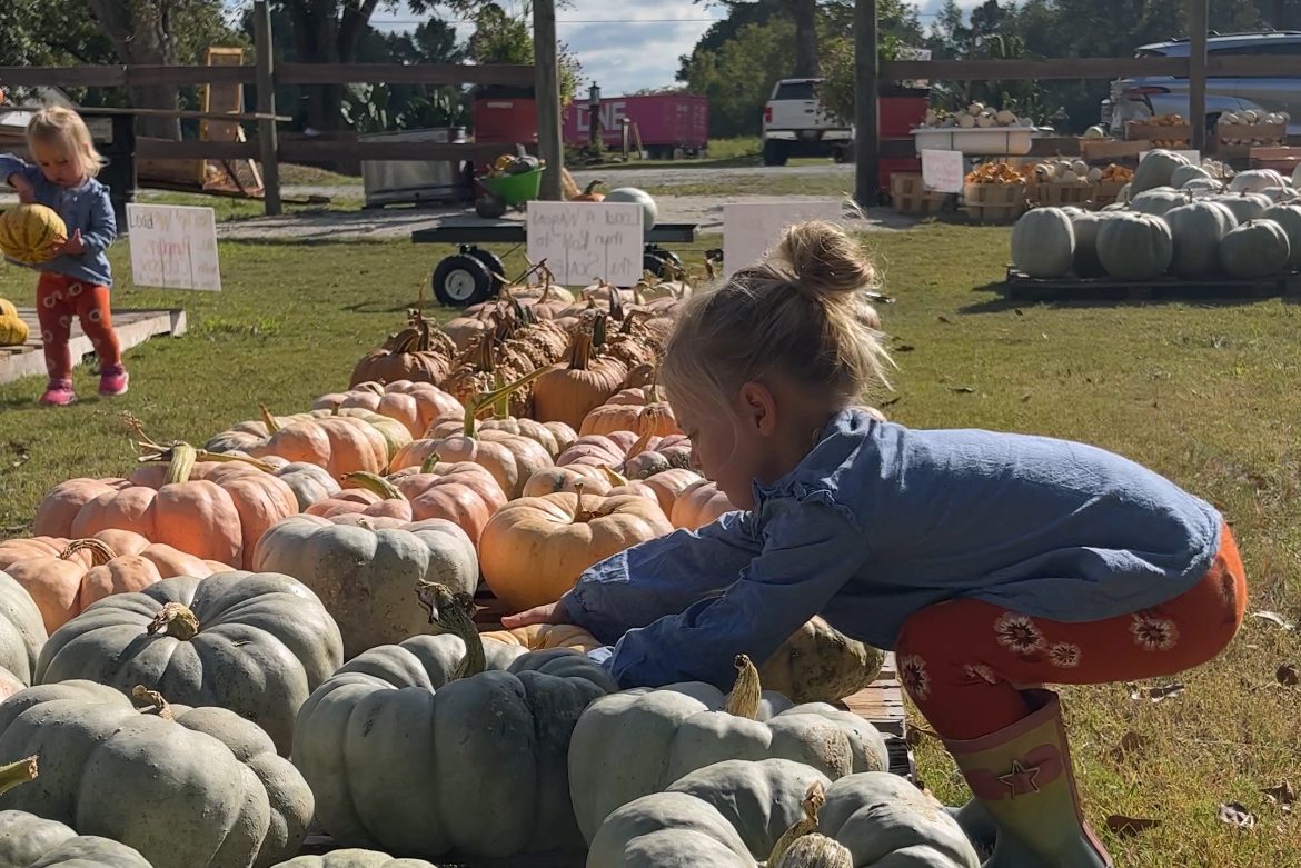 A child examines pumpkins at a pumpkin patch, surrounded by various pumpkin varieties and greenery.