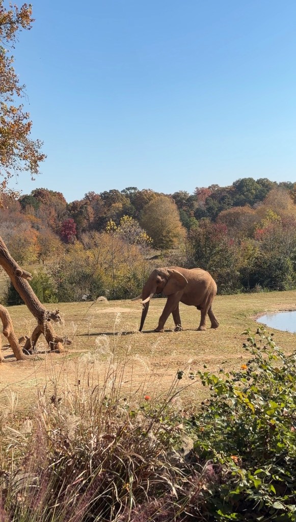 An elephant walking in a grassy area with trees in the background, showcasing autumn foliage.