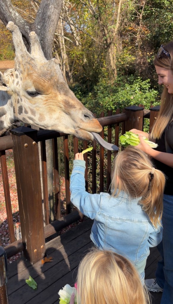 A close-up of a giraffe reaching for lettuce held by a woman, while two children watch and hold greens in a zoo setting.