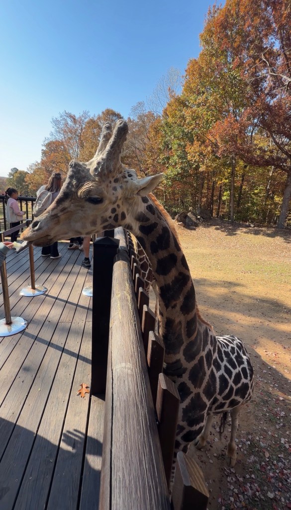 A close-up of a giraffe at the North Carolina Zoo, surrounded by visitors and autumn foliage.
