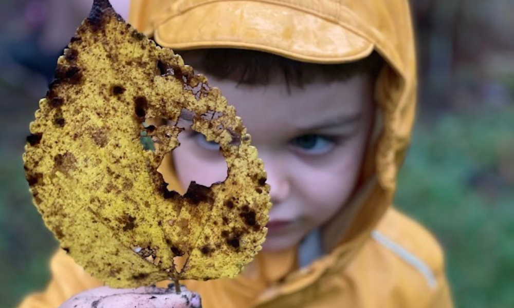 A child in a yellow raincoat holding a large, yellow, and partially decayed leaf with a hole in it, looking at the camera.