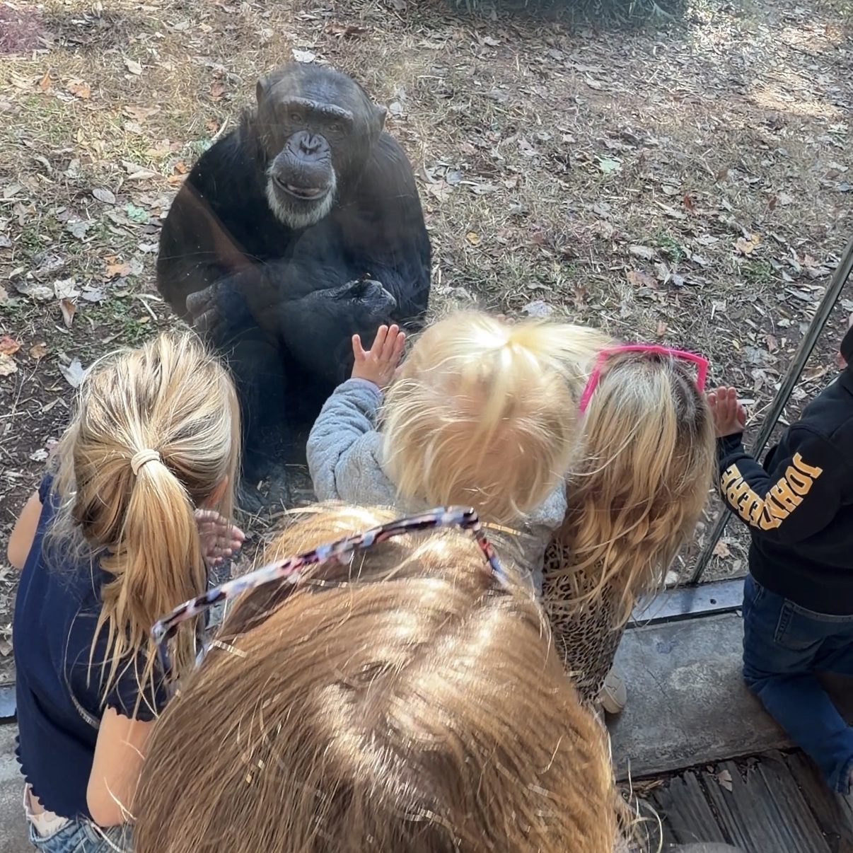 A group of children observing a chimpanzee through glass at a zoo, with reflections of onlookers visible in the glass.