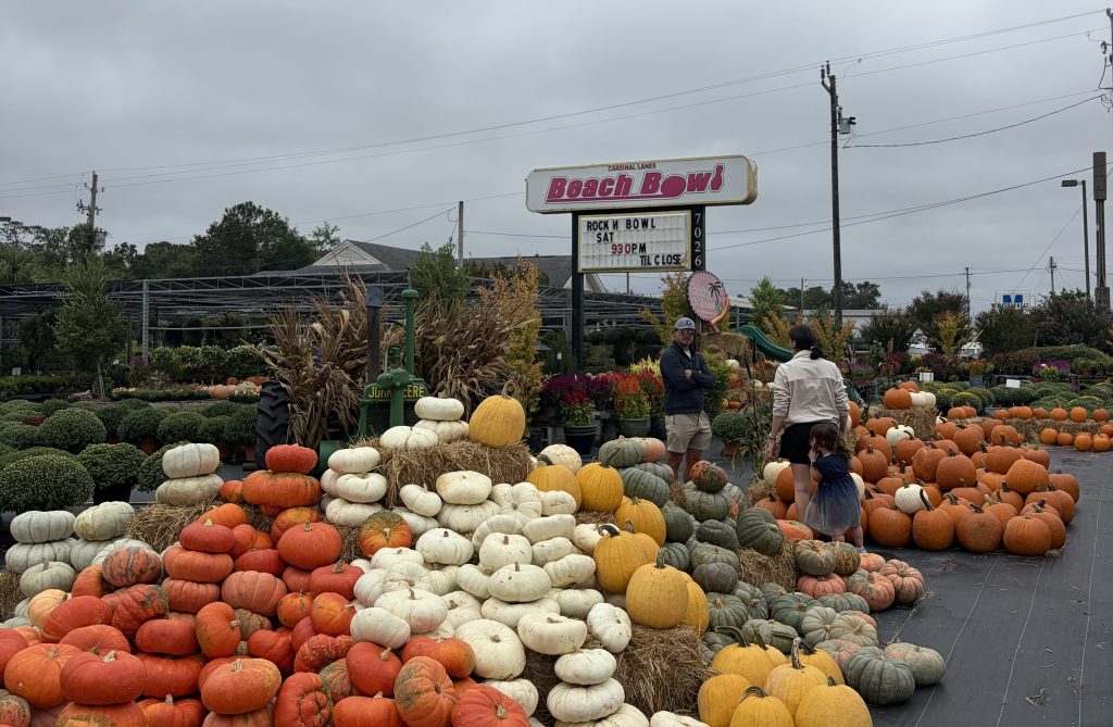 A pumpkin patch with a variety of pumpkins in different colors and sizes, including orange, white, and green. People are exploring the patch, with a sign for Beach Bowl in the background under a cloudy sky.