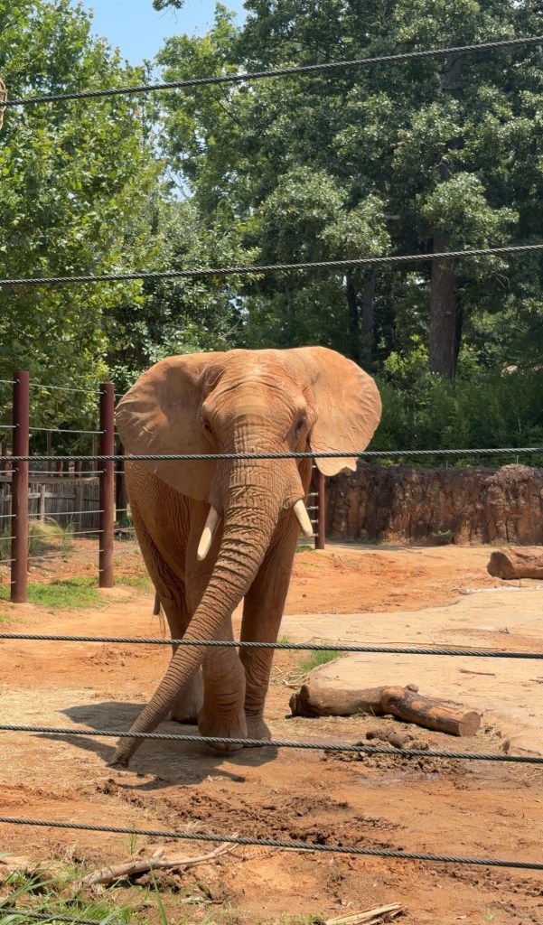 A large elephant standing in a zoo enclosure with green trees in the background.