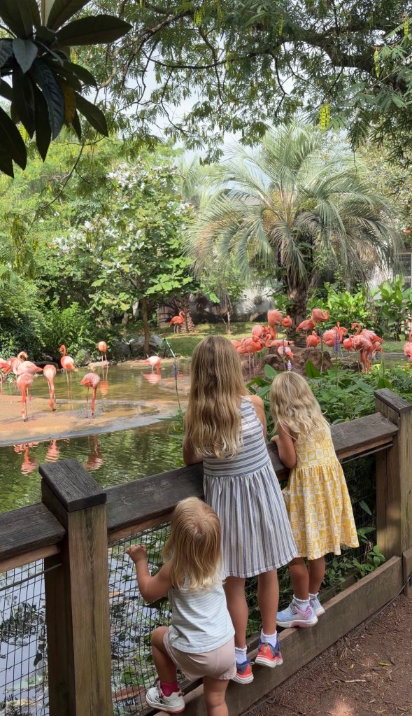 Three children observing flamingos at a zoo, surrounded by lush greenery and palm trees.